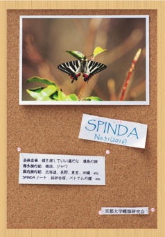 蝶に魅せられた旅人 韓国ヒメギフチョウ（ペア、飼育品）